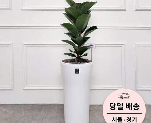 유튜버추천 베스트8 카페오픈개업화분 알아보기